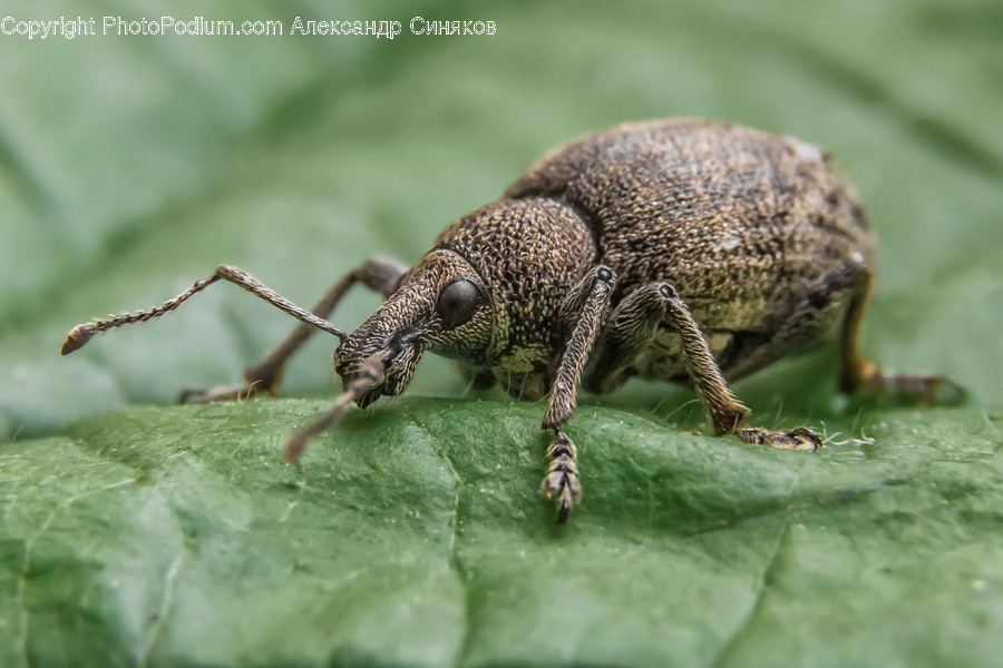 Invertebrate, Animal, Lizard, Reptile, Insect