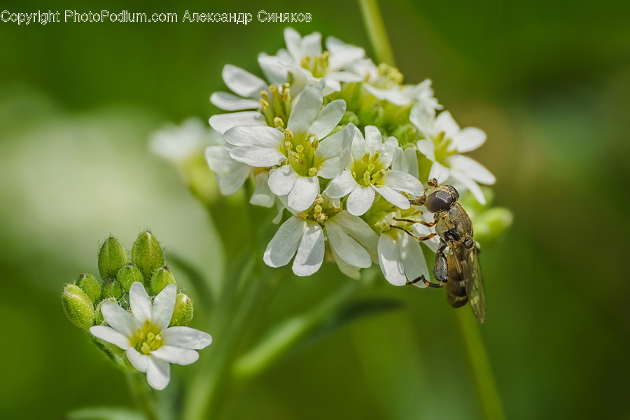 Plant, Pollen, Asilidae, Animal, Insect