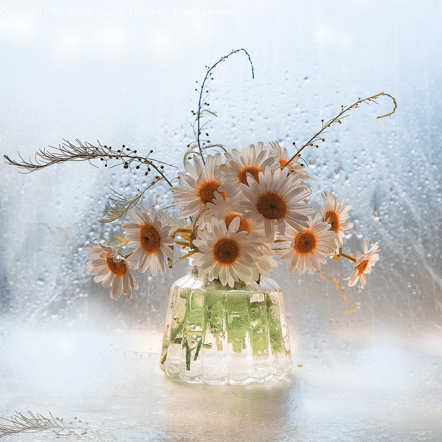 Plant, Graphics, Art, Insect, Animal