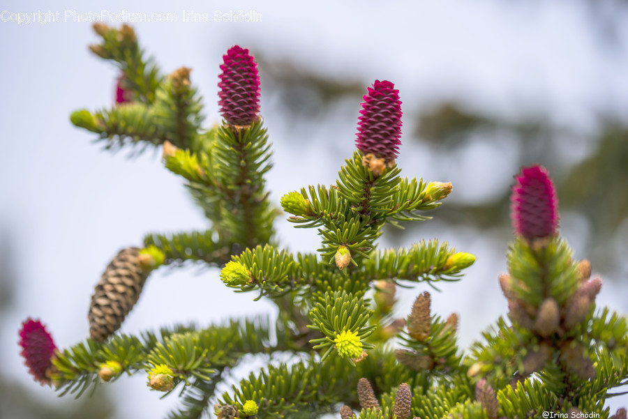 Plant, Tree, Conifer, Pine, Abies