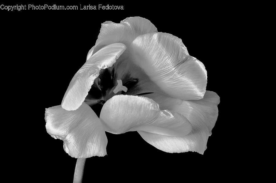Plant, Flower, Blossom, Petal, Bird