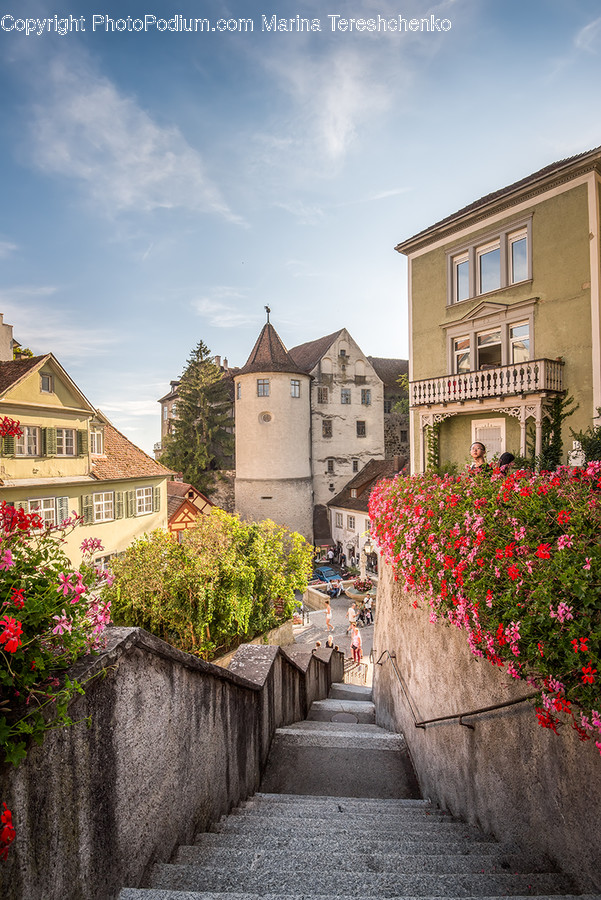 Path, Walkway, Flagstone, Geranium, Flower