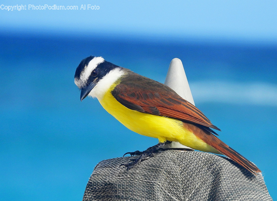 Bird, Animal, Finch, Canary, Bee Eater