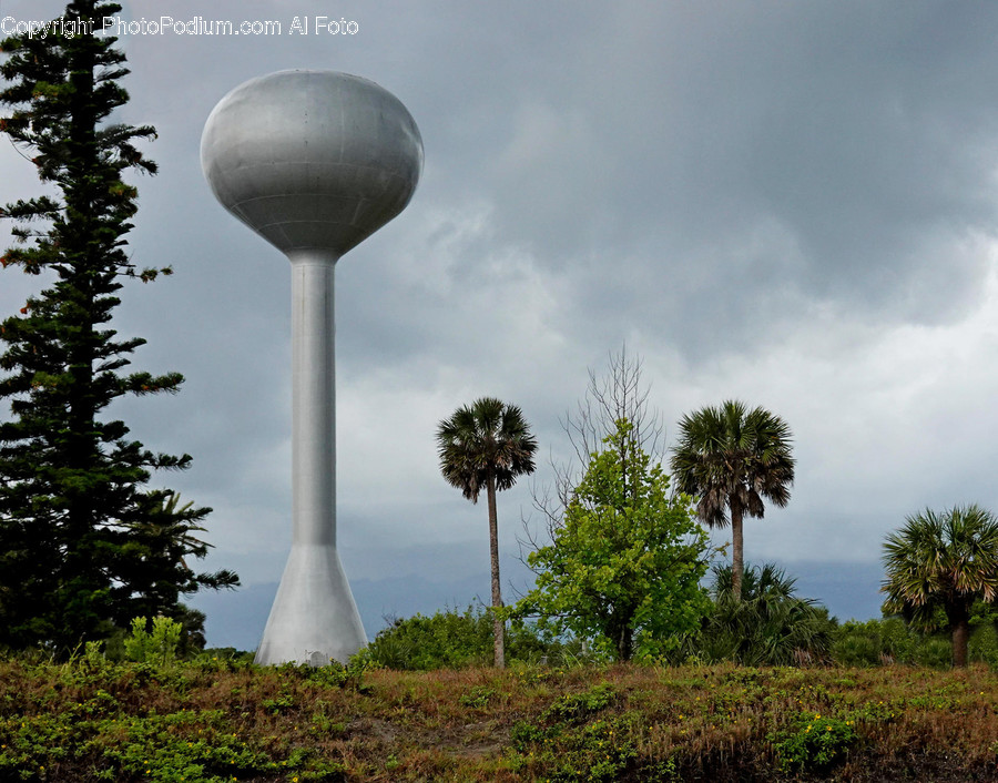 Water Tower, Tree, Plant