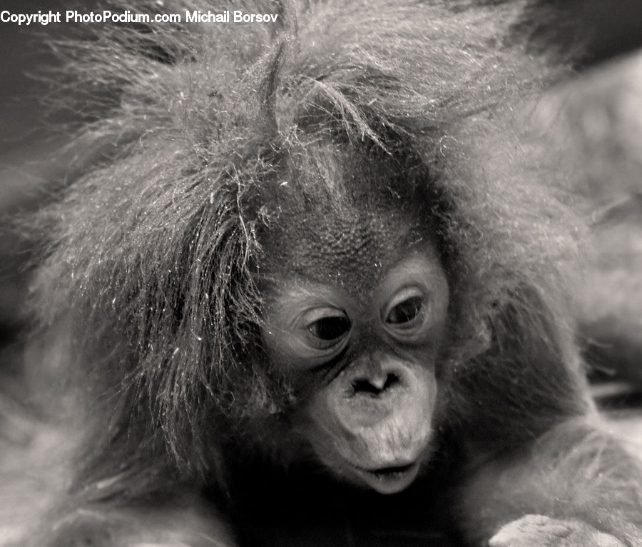 Animal, Ape, Mammal, Monkey