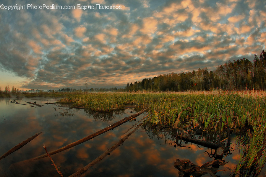 Land, Outdoors, Nature, Water, Marsh