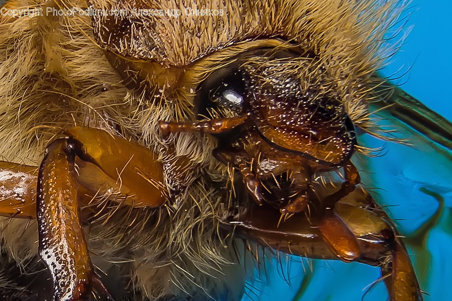 Apidae, Bee, Insect, Invertebrate, Animal