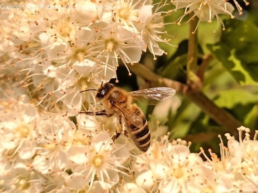 Apidae, Bee, Invertebrate, Insect, Animal