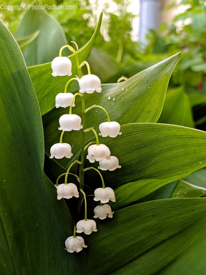 Plant, Flower, Blossom, Amaryllidaceae, Araceae