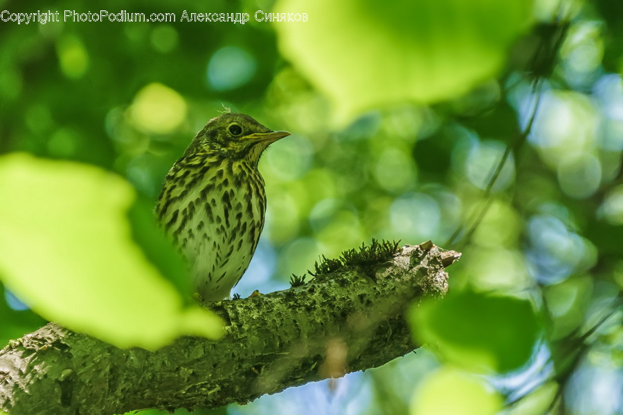 Animal, Bird, Anthus, Green, Agelaius