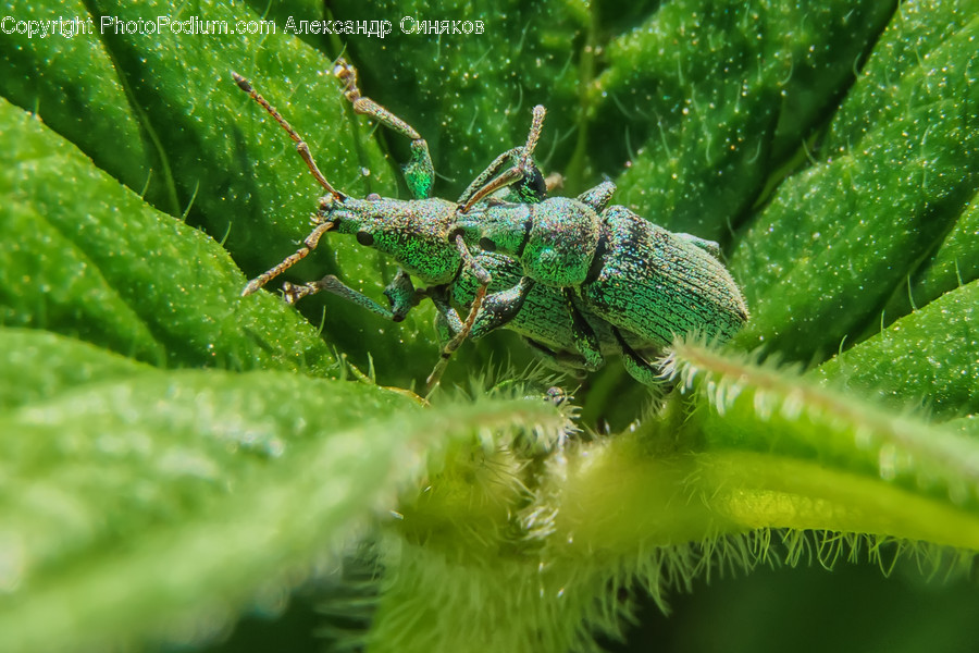 Insect, Animal, Invertebrate, Cricket Insect, Spider
