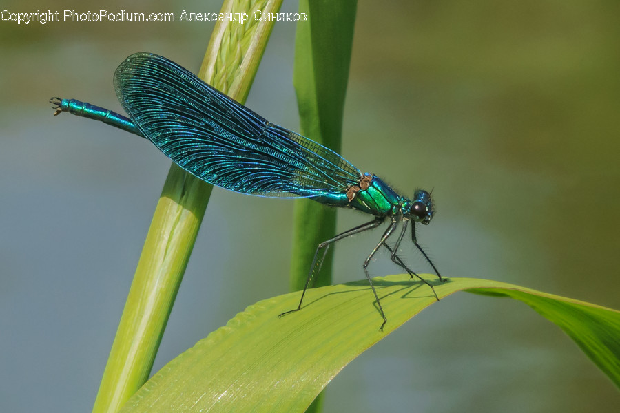 Animal, Dragonfly, Invertebrate, Anisoptera, Insect