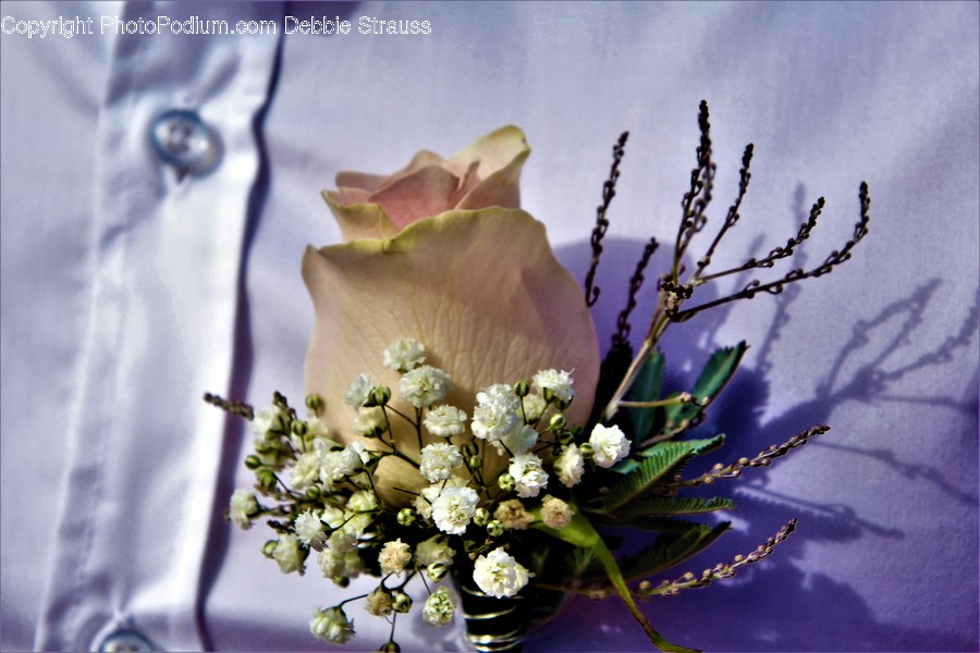 Plant, Ornament, Flower Arrangement, Art, Ikebana