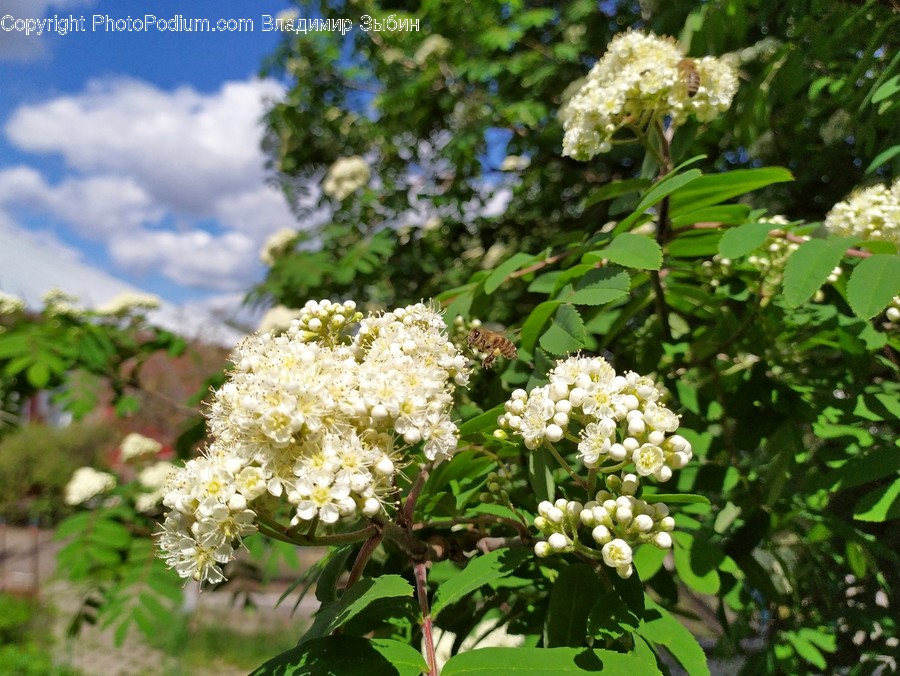 Plant, Vegetation, Bush, Blossom, Flower