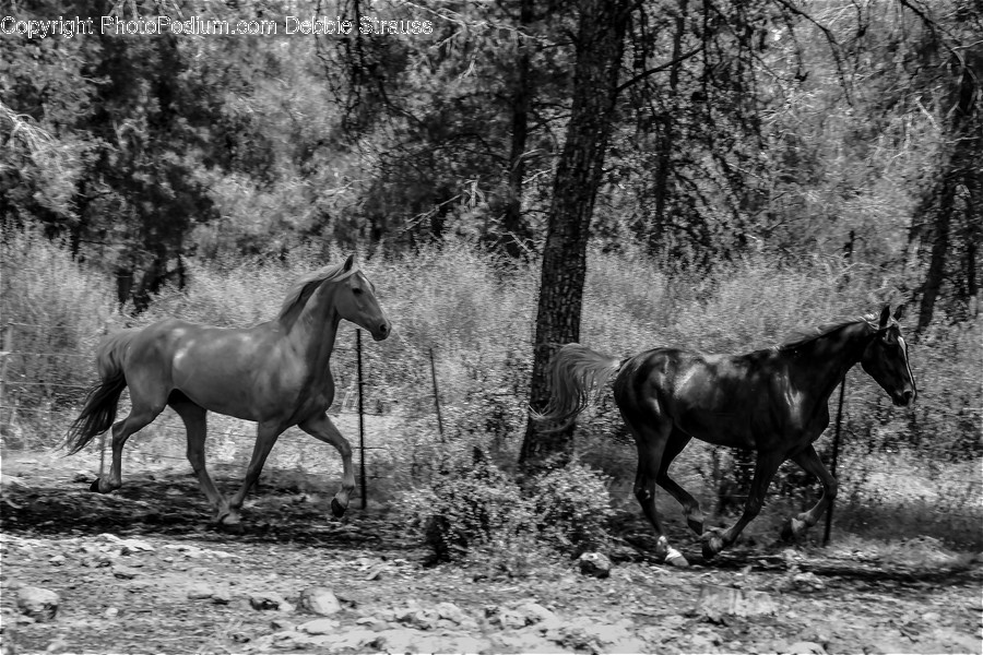 Mammal, Horse, Animal, Colt Horse, Andalusian Horse