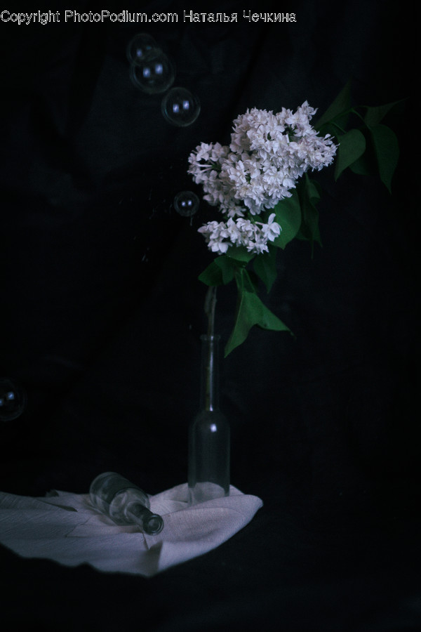 Plant, Flower, Blossom, Lilac, Flower Arrangement