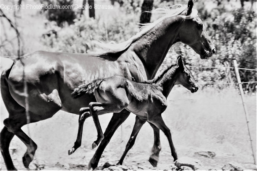 Horse, Colt Horse, Mammal, Animal, Foal