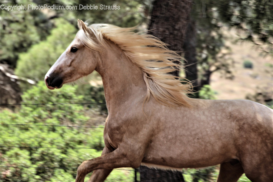 Animal, Horse, Mammal, Colt Horse, Stallion