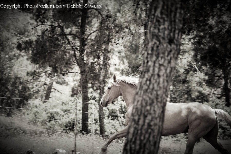Tree, Plant, Horse, Andalusian Horse, Mammal