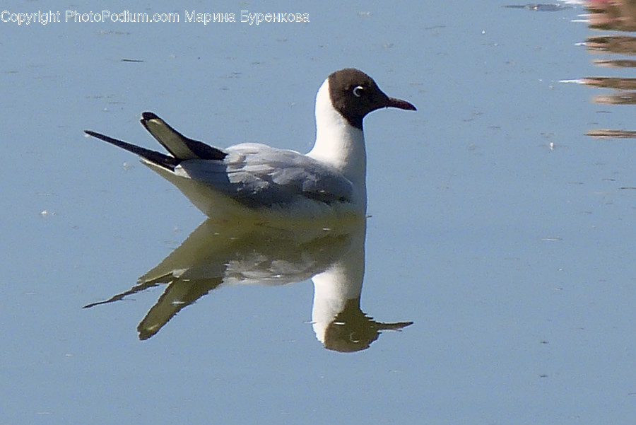 Bird, Animal, Beak, Anseriformes, Waterfowl