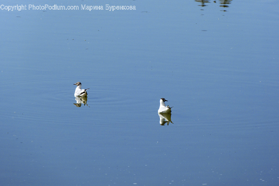 Bird, Animal, Flying, Waterfowl, Water
