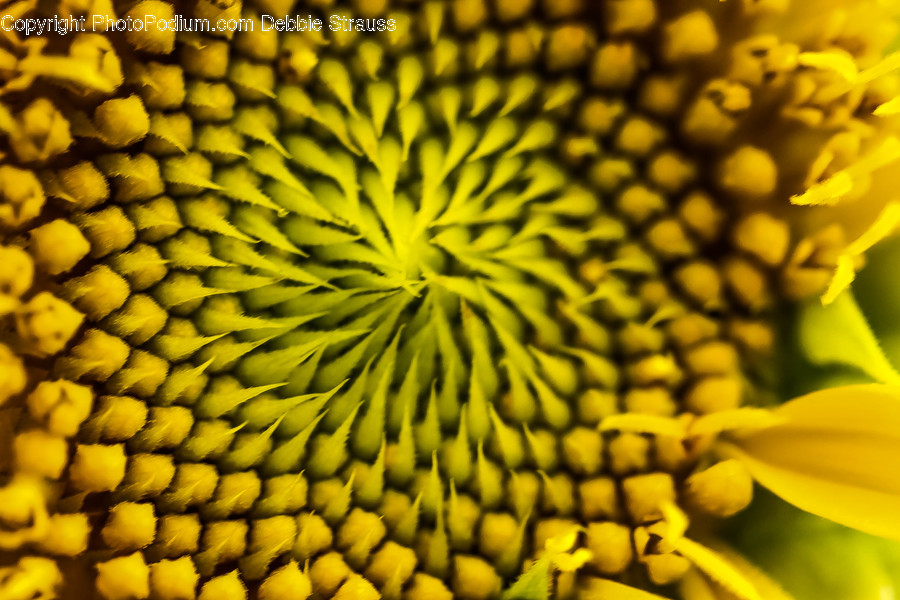 Pollen, Plant, Blossom, Flower, Petal