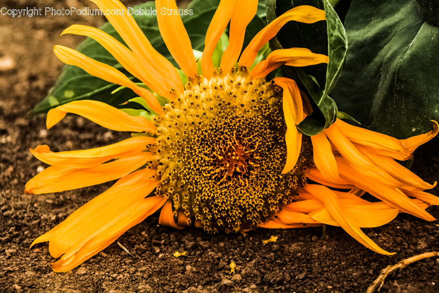 Plant, Blossom, Flower, Sunflower, Daisies