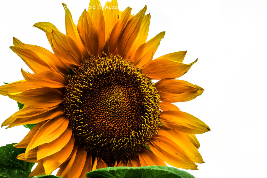 Plant, Flower, Blossom, Sunflower
