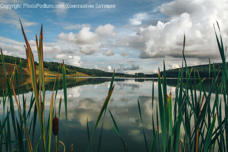 Outdoors, Land, Nature, Water, Grass