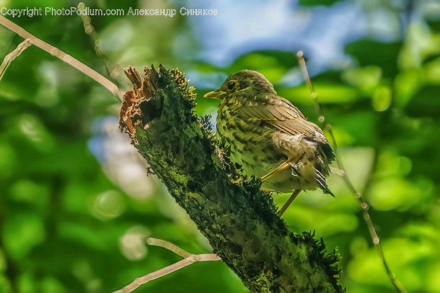 Animal, Bird, Anthus, Finch, Invertebrate