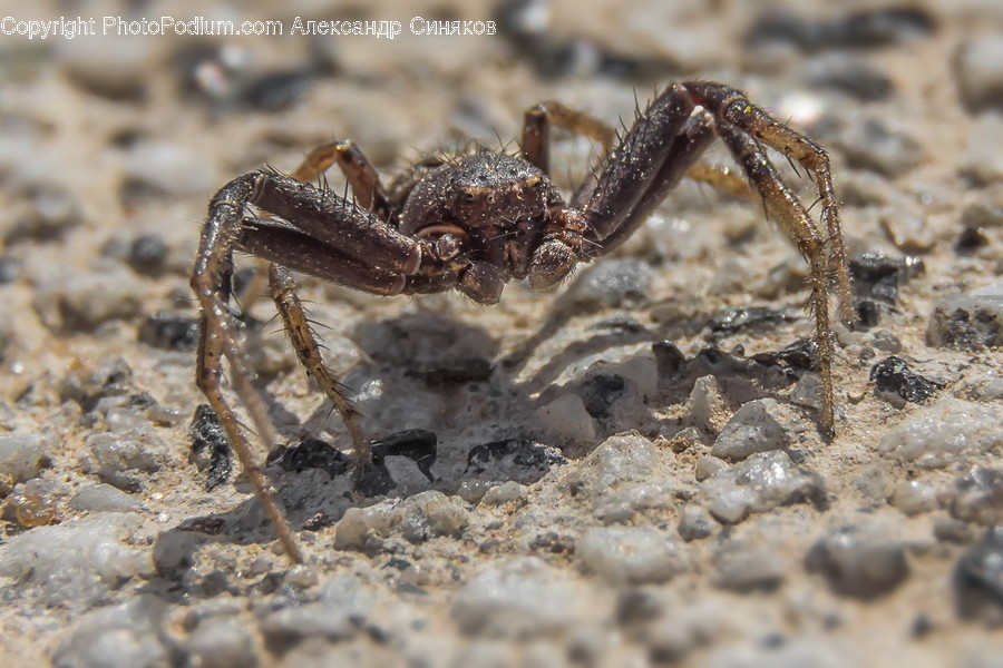 Animal, Invertebrate, Arachnid, Spider, Ground