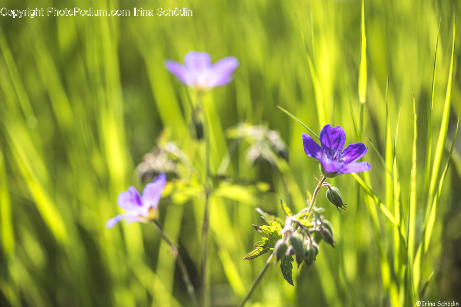 Plant, Geranium, Blossom, Flower, Petal