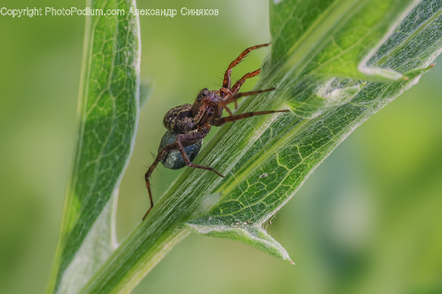Animal, Invertebrate, Insect, Garden Spider, Arachnid