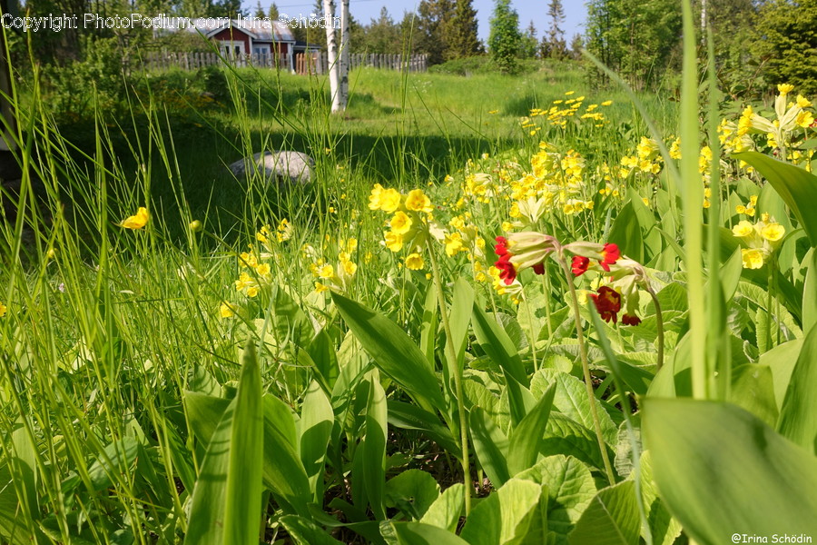 Nature, Field, Grassland, Outdoors, Plant