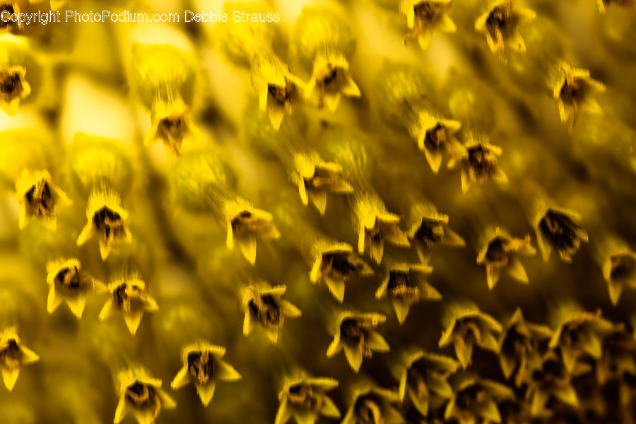 Pollen, Plant, Apidae, Invertebrate, Animal