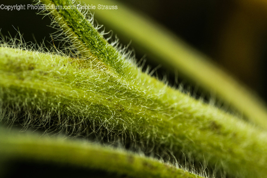 Plant, Invertebrate, Animal, Insect, Leaf