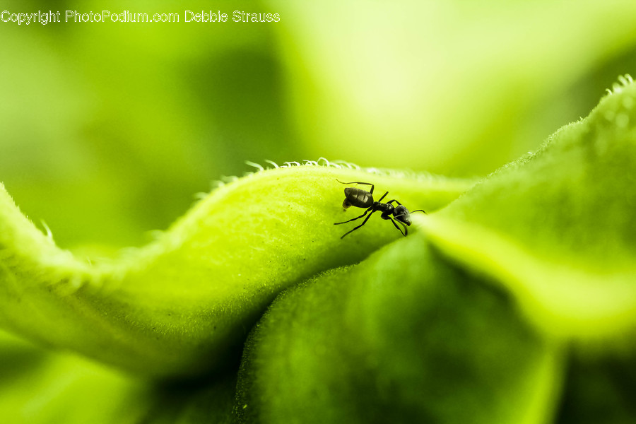 Green, Invertebrate, Insect, Animal, Ant