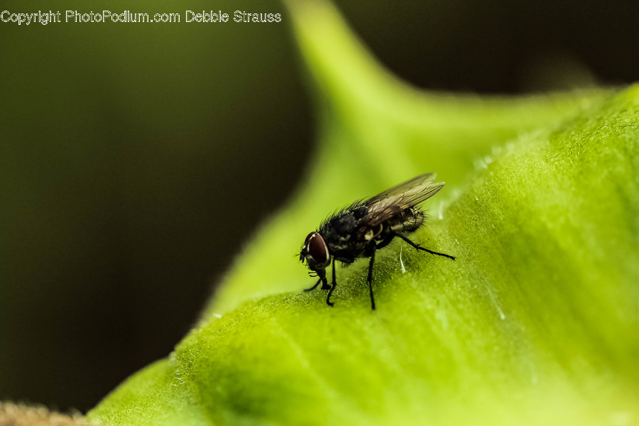 Fly, Animal, Insect, Invertebrate, Asilidae