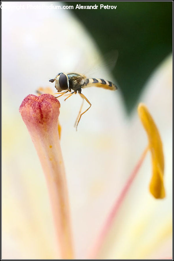 Bee, Insect, Invertebrate, Flora, Pollen, Asilidae, Hornet