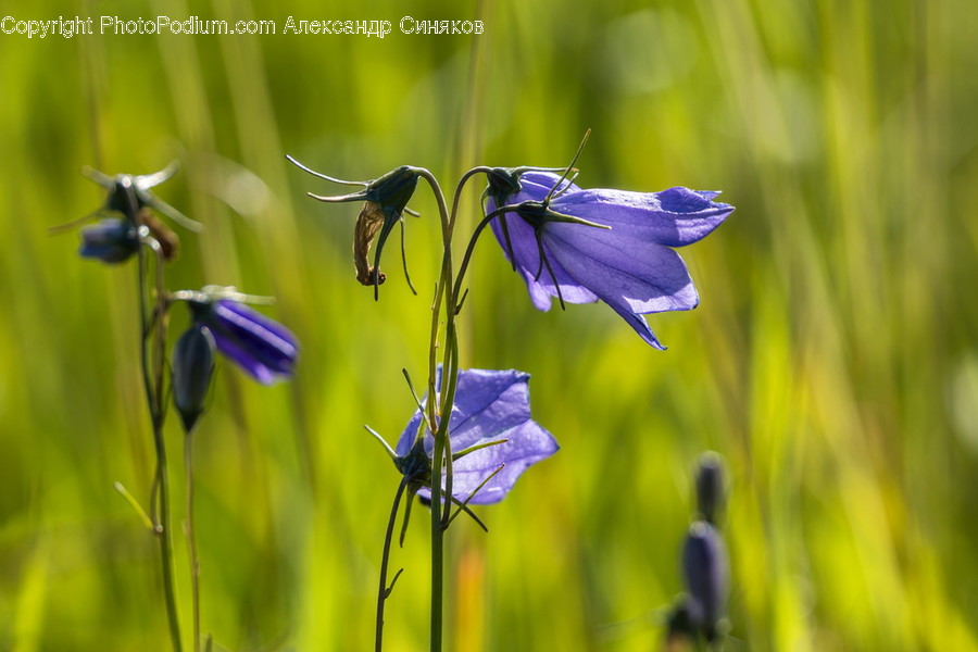 Plant, Iris, Flower, Blossom, Geranium