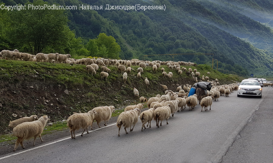 Flock, Animal, Sheep, Mammal, Car