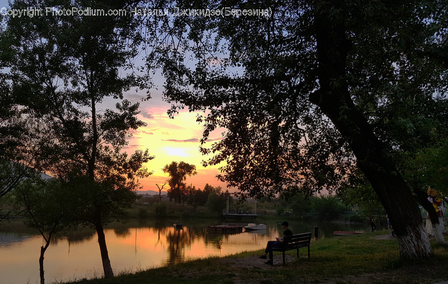 Nature, Outdoors, Furniture, Bench, Tree