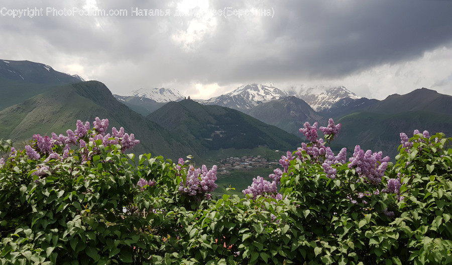 Plant, Flower, Blossom, Outdoors, Garden