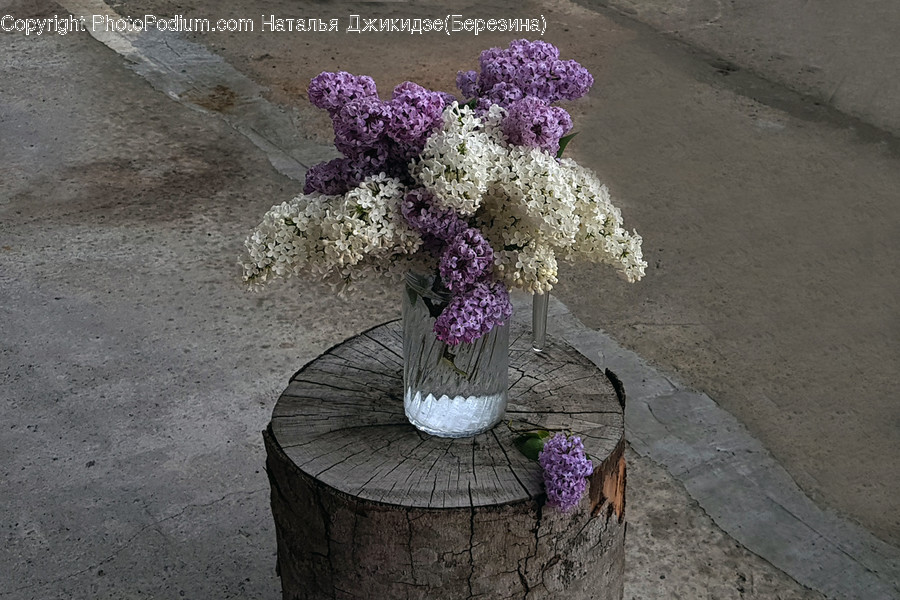 Plant, Flower, Blossom, Flower Arrangement, Ornament