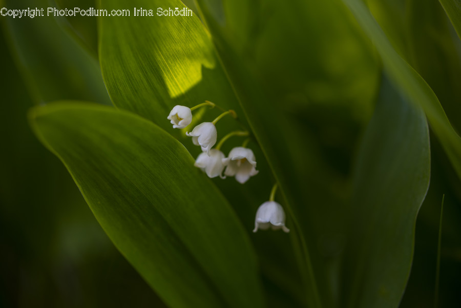 Plant, Flower, Blossom, Amaryllidaceae, Pollen