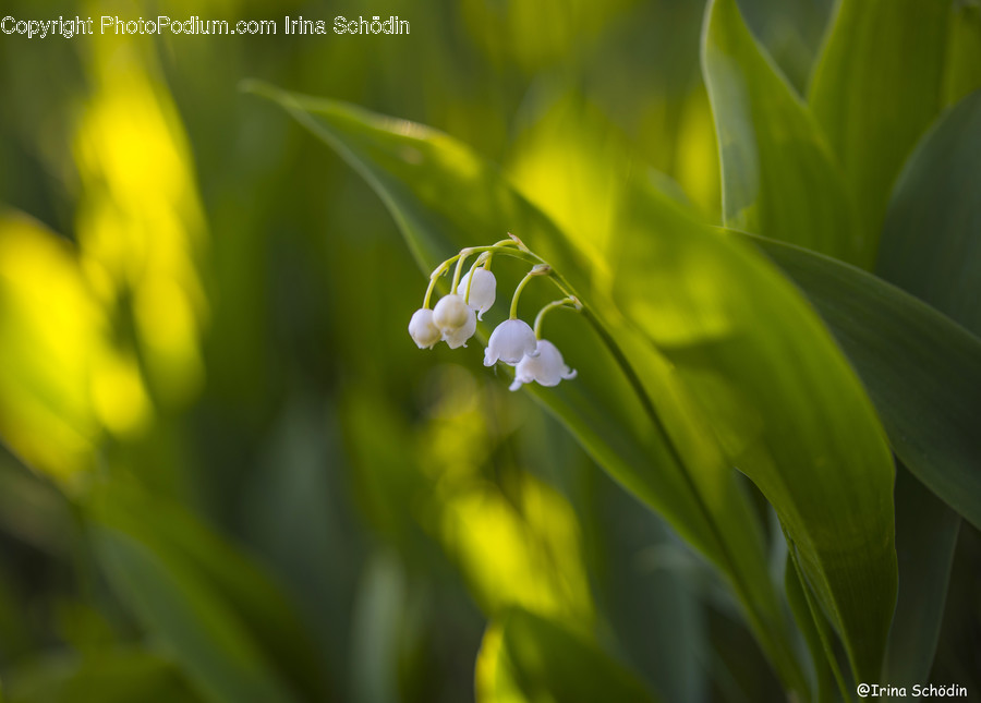 Plant, Blossom, Flower, Amaryllidaceae, Leaf