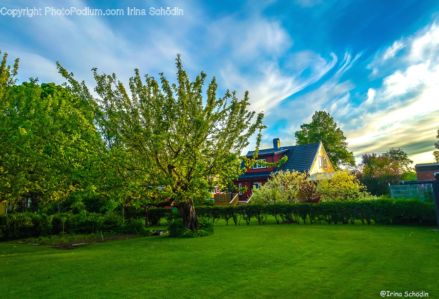 Plant, Grass, Lawn, Park, Outdoors