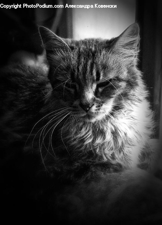 Animal, Adorable