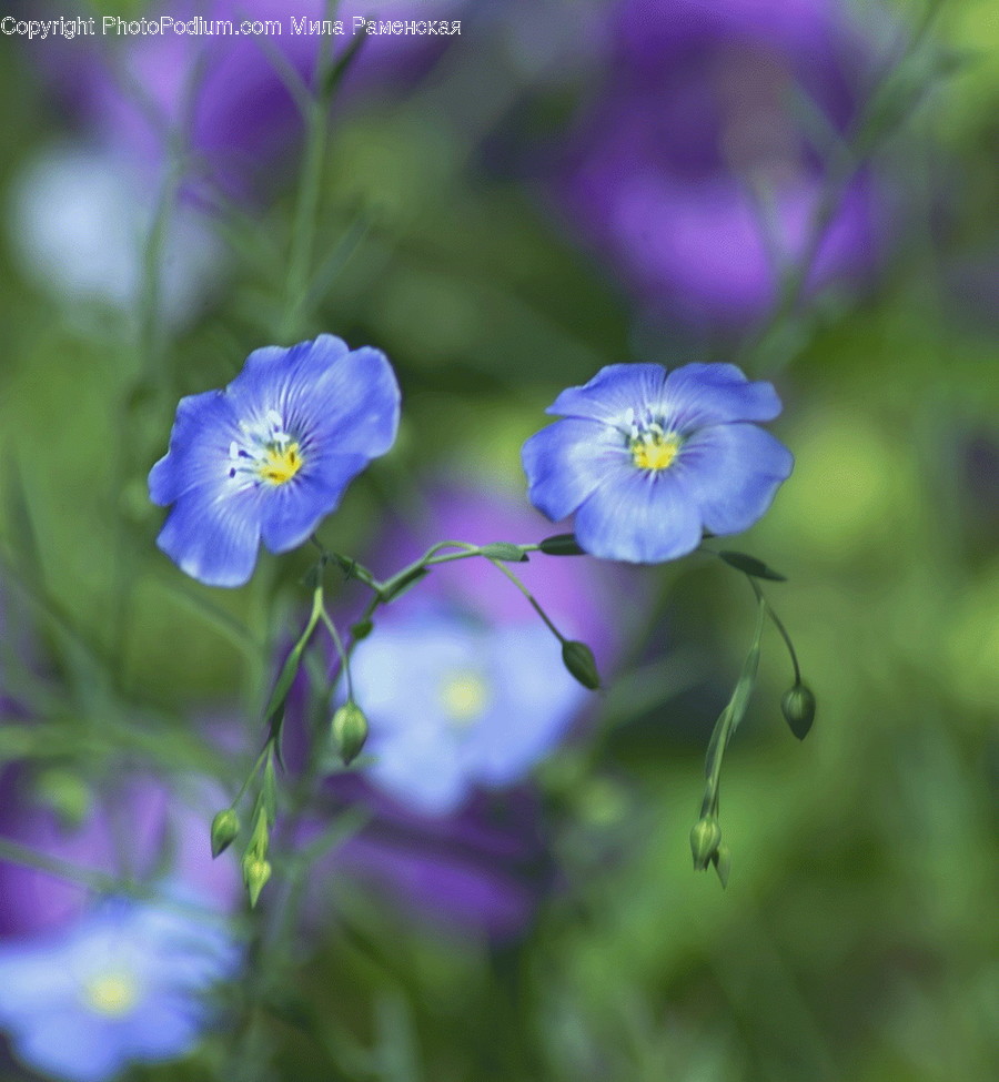 Geranium, Flower, Plant, Blossom, Flax