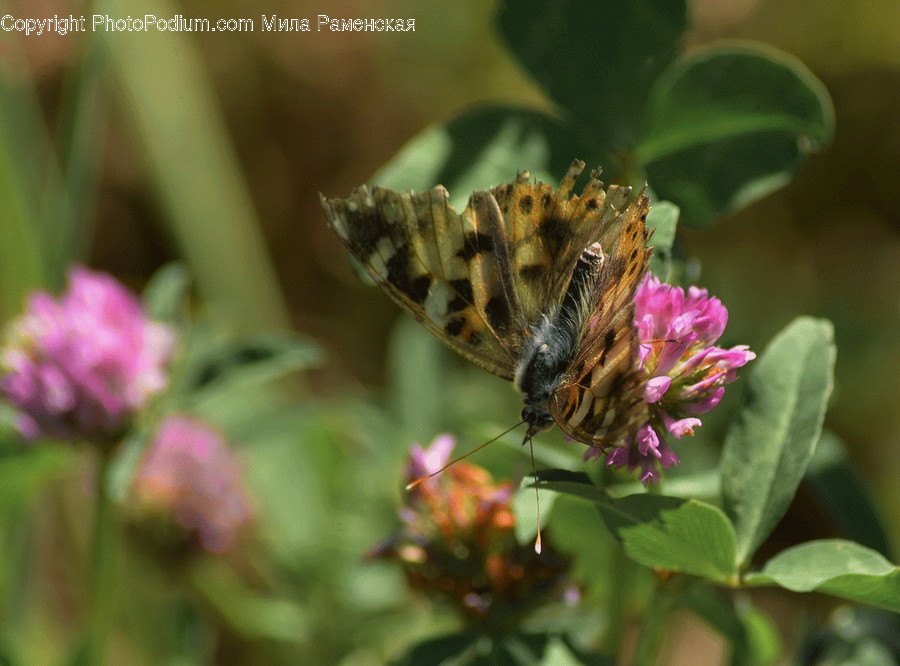 Bee, Invertebrate, Honey Bee, Insect, Animal